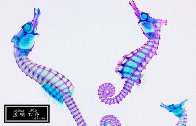 透明工房 ～生命の華～　☆透明標本 製作・販売・通販 学術指導☆