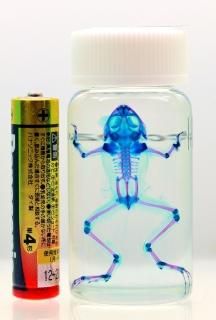透明標本(透明骨格標本)