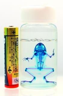 透明骨格標本　ヘラオヤモリ 透明骨格標本】ヤモリ③ B級品 尻尾欠損 - メルカリ