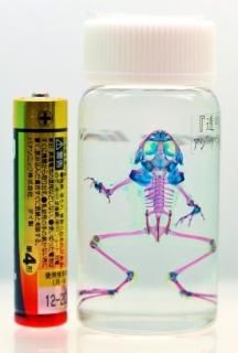 透明標本(透明骨格標本)