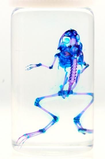 透明工房 ～生命の華～ ☆透明標本 製作・販売 学術指導☆