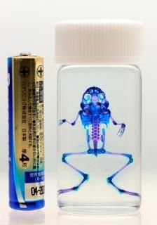 【透明骨格標本】ブルーカンディル約10cm 透明骨格標本 Golden Fish 01 | FRACTAL Online Shop