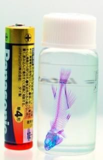 透明標本(透明骨格標本)