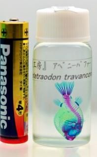 魚標本 透明フィルム包装 透明標本(透明骨格標本)