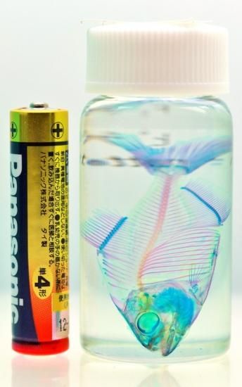 透明工房 生命の華 透明標本 製作 販売 学術指導 透明工房 生命の華 透明標本 製作 販売 学術指導