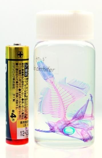 標本瓶 ZN－L 黒本体 | 製品詳細 | シーピー化成株式会社