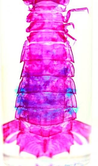 美品【1点物】透明骨格標本 シャコ 7-8cm 30ml 美品【1点物】透明骨格