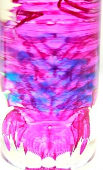 美品【1点物】透明骨格標本 シャコ 7-8cm 30ml 透明骨格標本】シラエビ 6-8cm 白エビ 富山湾 宝石の通販 by