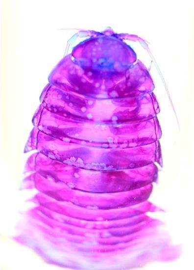 【1点物】乾燥・色彩保存標本 オオグソクムシ 1点物】乾燥・色彩保存標本 オオグソクムシ③