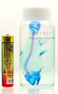 魚標本 透明フィルム包装 透明標本(透明骨格標本)