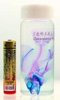 商品検索 - 透明工房 ～生命の華～ ☆透明標本 製作・販売・通販