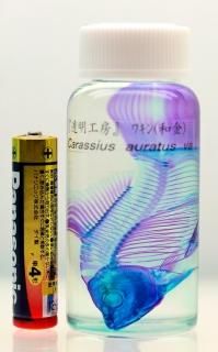 魚標本 透明フィルム包装 透明標本(透明骨格標本)