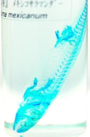 透明工房 ～生命の華～ ☆透明標本 製作・販売 学術指導☆