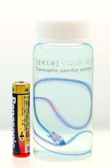 透明工房 ～生命の華～ ☆透明標本 製作・販売 学術指導☆