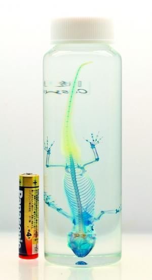 極美品【1点物】透明骨格標本ヒラオヤモリ① 約10cm 極美品【1点物】透明骨格標本ヒラオヤモリ① 約10cm