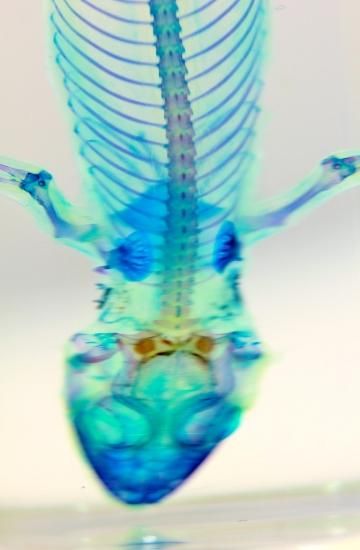 透明工房 ～生命の華～ ☆透明標本 製作・販売 学術指導☆