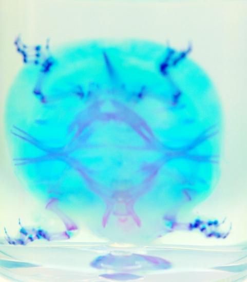 透明工房 ～生命の華～ ☆透明標本 製作・販売 学術指導☆