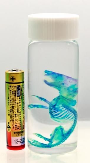 透明工房 生命の華 透明標本 製作 販売 通販 学術指導