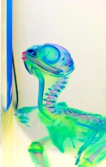 透明工房 ～生命の華～ ☆透明標本 製作・販売 学術指導☆