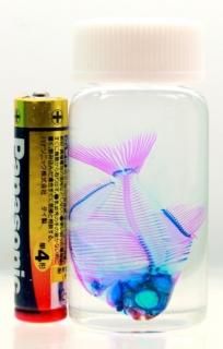 夏の大特価(8/31まで)☆美品【透明標本】魚類 9本セット 2025年夏 掲載作品 - 透明工房 ～生命の華～ ☆透明標本 製作