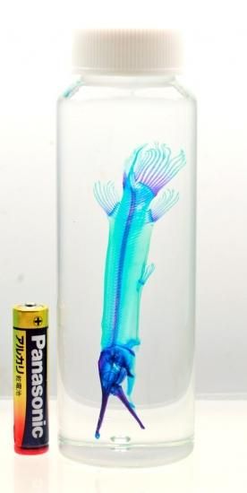透明工房 生命の華 透明標本 製作 販売 学術指導 透明工房 生命の華 透明標本 製作 販売 学術指導