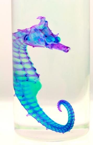 タツノオトシゴの標本の写真素材 [79371423] - PIXTA