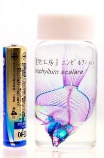 りかなび】透明骨格標本 (シリーズ) ｜必要な商品を今すぐ検索！「教員用・研究用の理科学機器」検索サイト”りかなび”