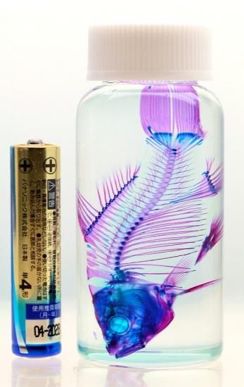 透明工房 ～生命の華～ ☆透明標本 製作・販売 学術指導☆