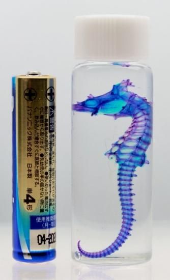 透明標本 タツノオトシゴ 透明標本 タツノオトシゴ 魚類標本 台湾海洋生物 - ショップ