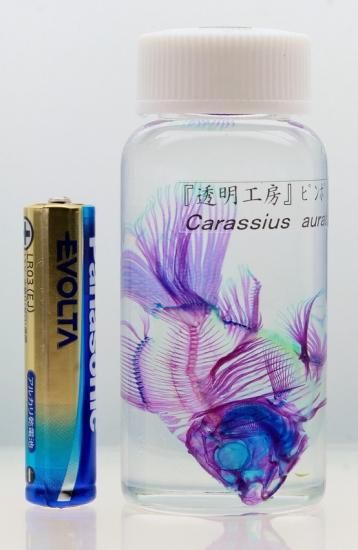 透明工房 ～生命の華～ ☆透明標本 製作・販売 学術指導☆