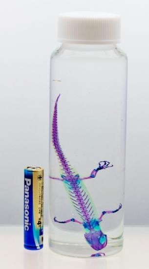 透明工房 ～生命の華～ ☆透明標本 製作・販売 学術指導☆