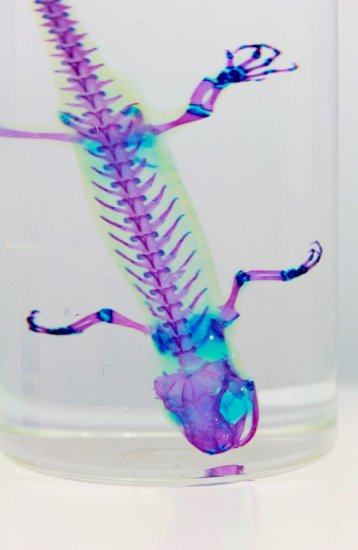 グリーンイモリ 透明標本 透明工房 ～生命の華～ ☆透明標本 製作・販売 学術指導☆