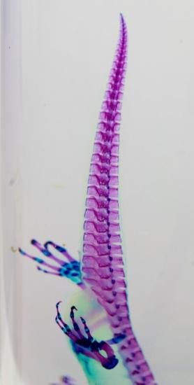 透明工房 ～生命の華～ ☆透明標本 製作・販売 学術指導☆
