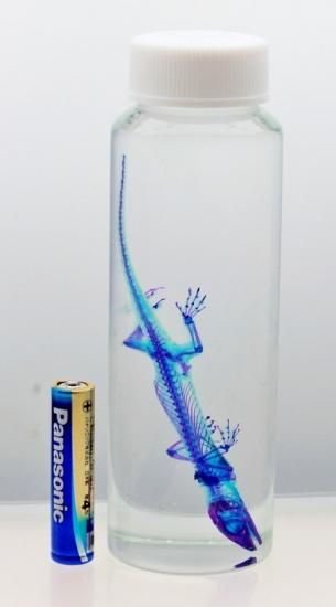 透明工房 ～生命の華～ ☆透明標本 製作・販売 学術指導☆