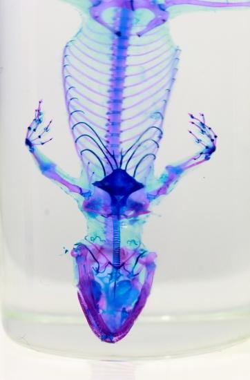 透明工房 ～生命の華～ ☆透明標本 製作・販売 学術指導☆