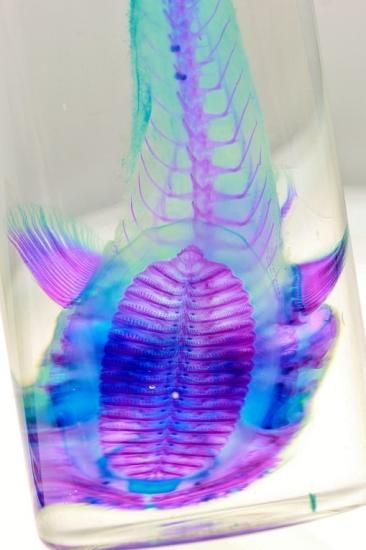 透明工房 ～生命の華～ ☆透明標本 製作・販売 学術指導☆