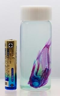 美品【1点物】透明骨格標本 シャコ 7-8cm 30ml 美品【1点物】透明骨格標本 シャコ 7-8cm 30ml - メルカリ