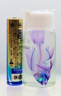 魚標本 透明フィルム包装 魚標本 透明フィルム包装