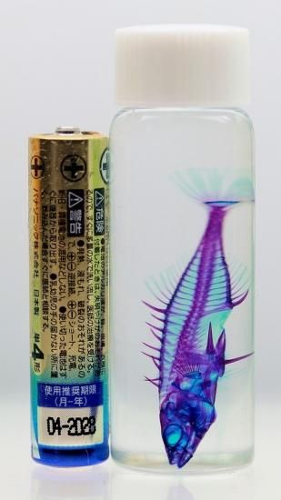 直営店及び正規販売店 透明標本 透明工房 シャコ - www.gorgas.gob.pa