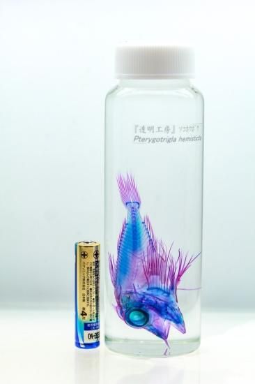 激レア【透明骨格標本】ワヌケフウリュウウオ 70mm 深海魚 管理