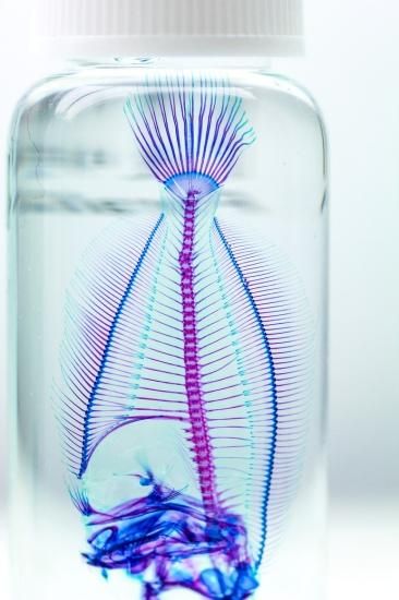 透明標本 魚 オニオコゼ オニオコゼ(2003.05.04) - WEB魚図鑑