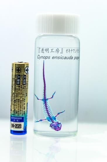 透明工房 ~生命の華~ ☆透明標本 製作・販売 学術指導☆ 透明工房 ~生命の華~ ☆透明標本 製作・販売 学術指導☆