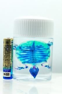 【透明骨格標本】ブルーカンディル約10cm 透明骨格標本 Golden Fish 01 | FRACTAL Online Shop