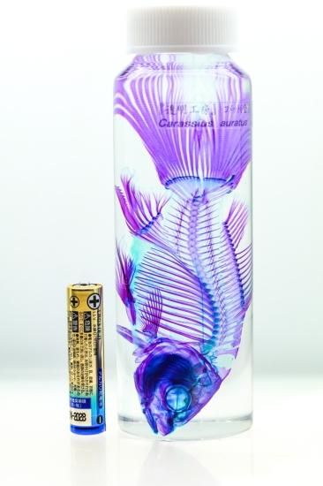 【極希少・極美品】小魚の標本　小瓶　Carassius auratus 透明工房 ～生命の華～ ☆透明標本 製作・販売 学術指導☆