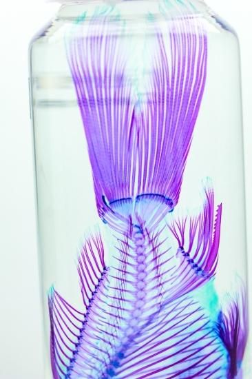 透明工房 ～生命の華～ ☆透明標本 製作・販売 学術指導☆