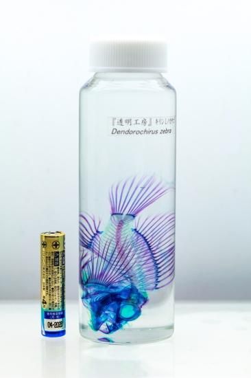 極美品【1点物】セミエビ 乾燥標本 色彩保存標本 関節可動 Amazon.co.jp: 美麗 ホウセキゾウムシ 樹脂標本 Sサイズ : おもちゃ