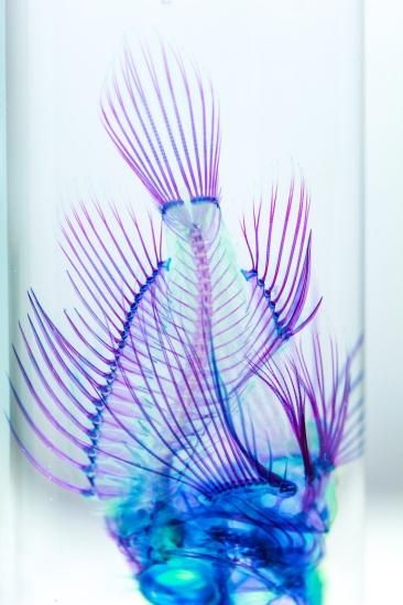 鮫の標本瓶 DWK Life Sciences 標本瓶 1600mL 242092808 1個 1-8396-05