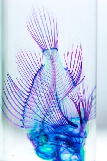 魚標本 透明フィルム包装 魚標本 透明フィルム包装 魚標本 透明フィルム包装