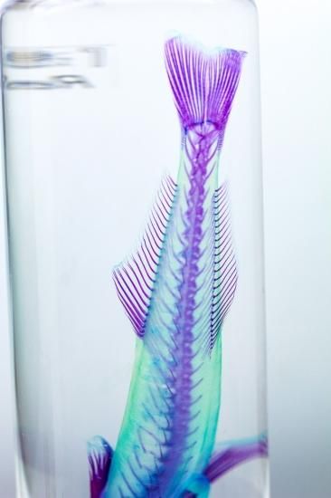 透明骨格標本】魚種不明 約45mm 忌まわしい 管理No1035