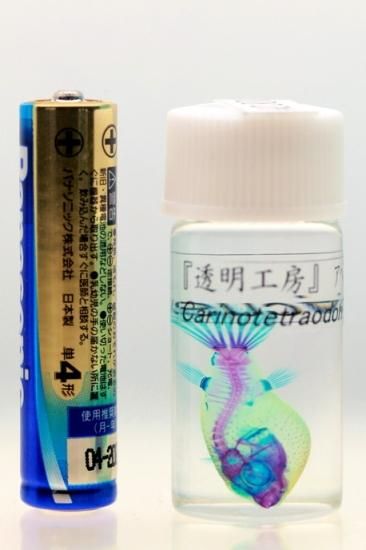 透明工房 ~生命の華~ ☆透明標本 製作・販売 学術指導☆ 透明工房 ~生命の華~ ☆透明標本 製作・販売 学術指導☆